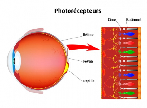 oeil batonnets